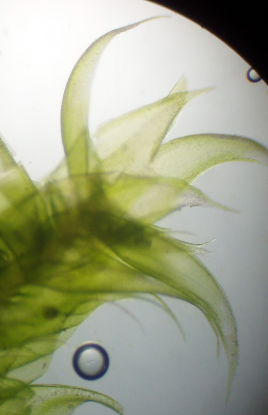 Muschi identificati con Dryades?